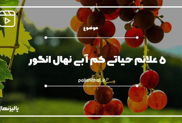 کم آبی درخت انگور 6