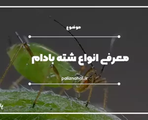 انواع شته بادام 1