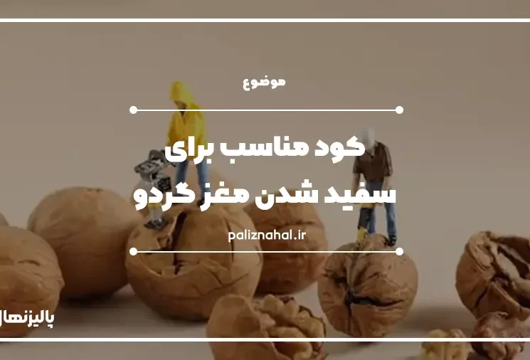 سفید شدن مغز گردو1