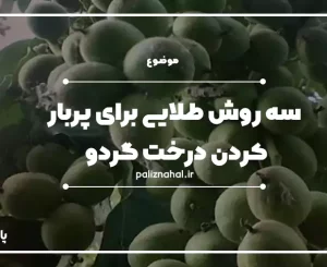 سه روش طلایی برای پربار کردن درخت گردو