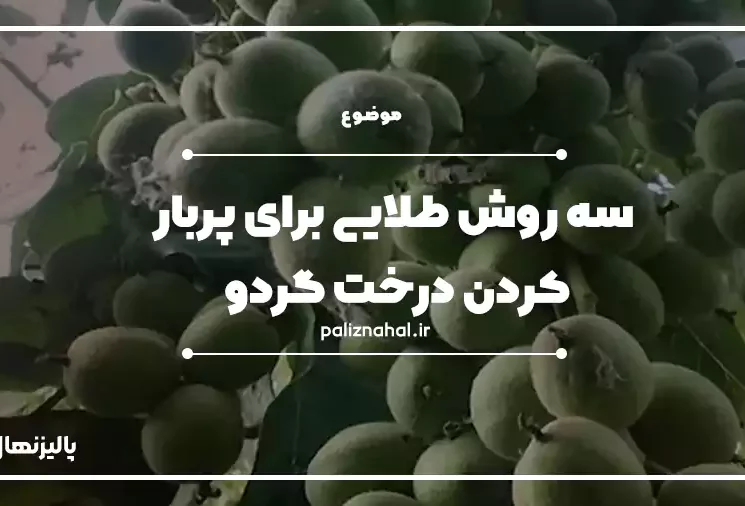 سه روش طلایی برای پربار کردن درخت گردو