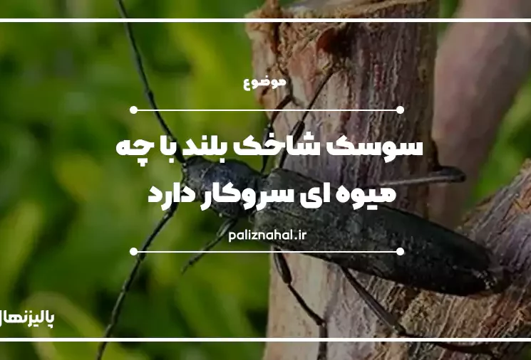 سوسک شاخه ای