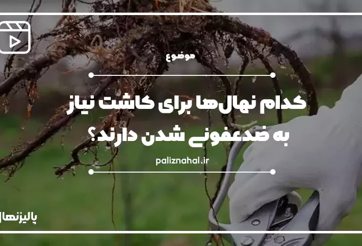 ضدعفونی نهال