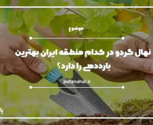 نهال گردو در بهترین مناطق ایران