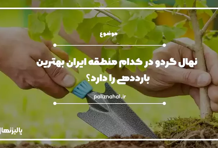 نهال گردو در بهترین مناطق ایران
