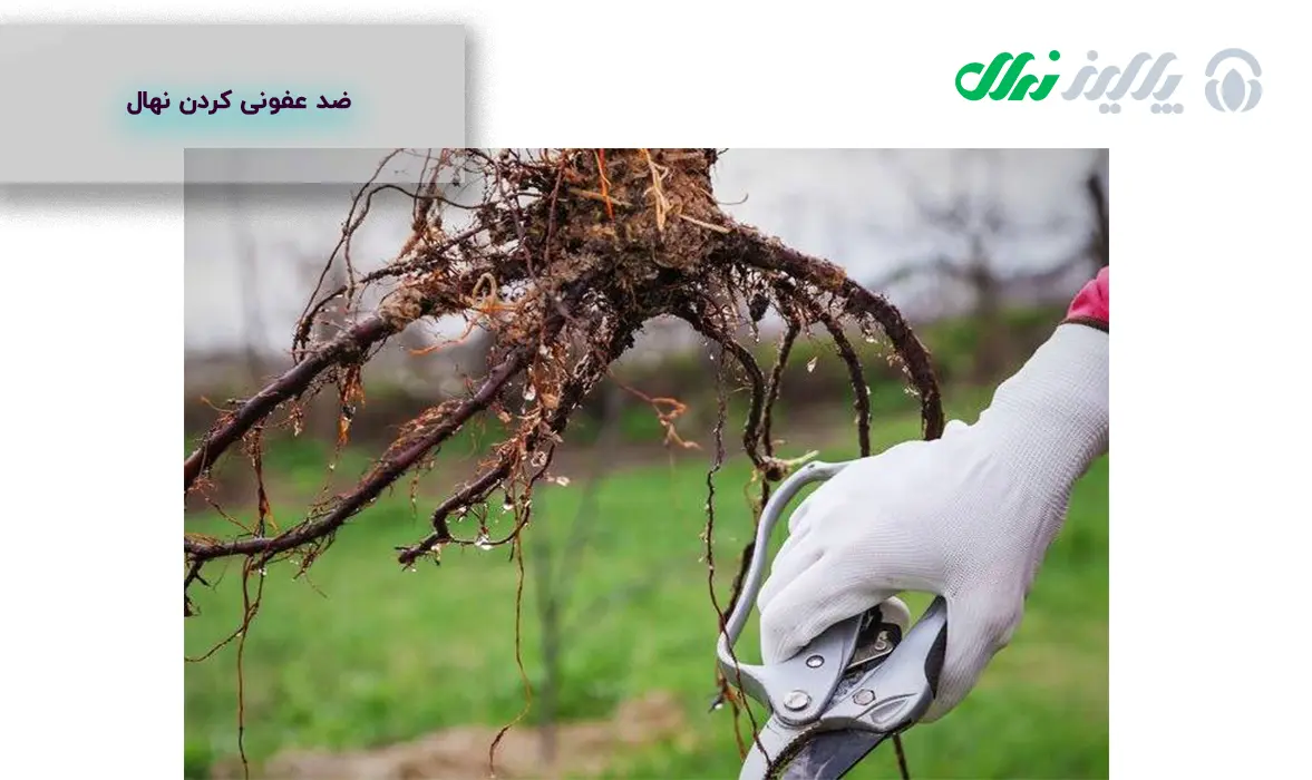 نکات کاشت برای ازگیل