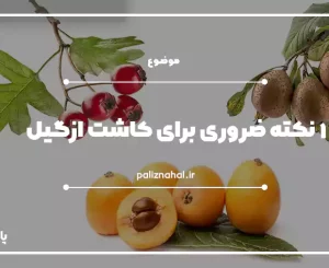 نکات کاشت برای ازگیل