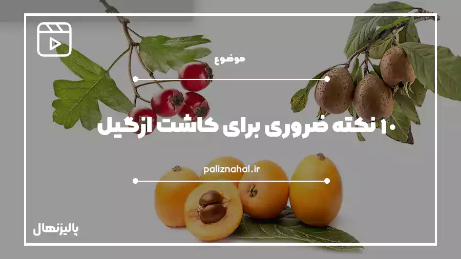 نکات کاشت برای ازگیل
