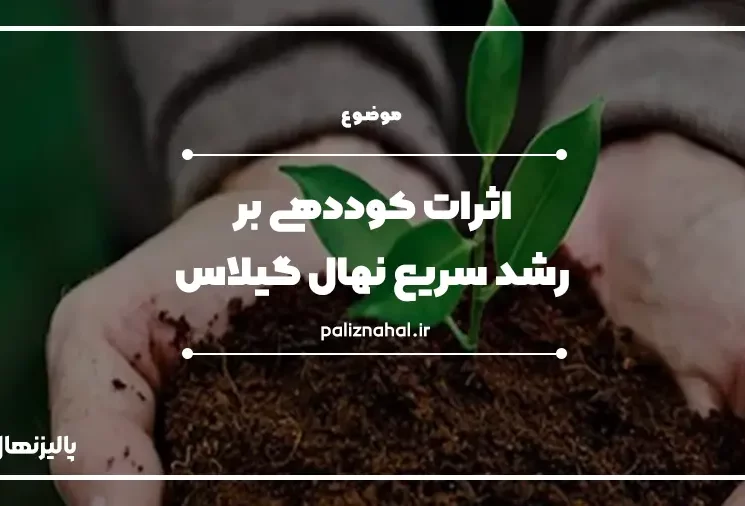 اثرات کوددهی بر نهال گیلاس11
