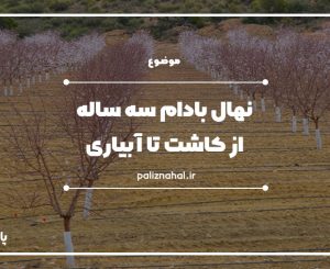 نهال بادام سه ساله11