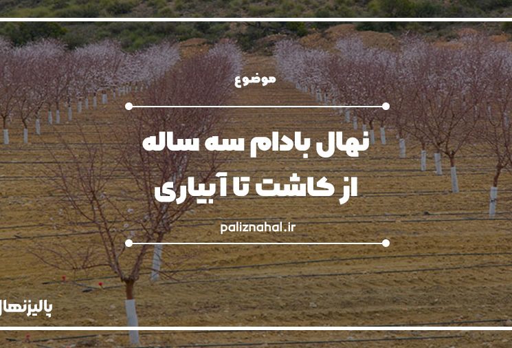 نهال بادام سه ساله11