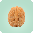نهال گردو