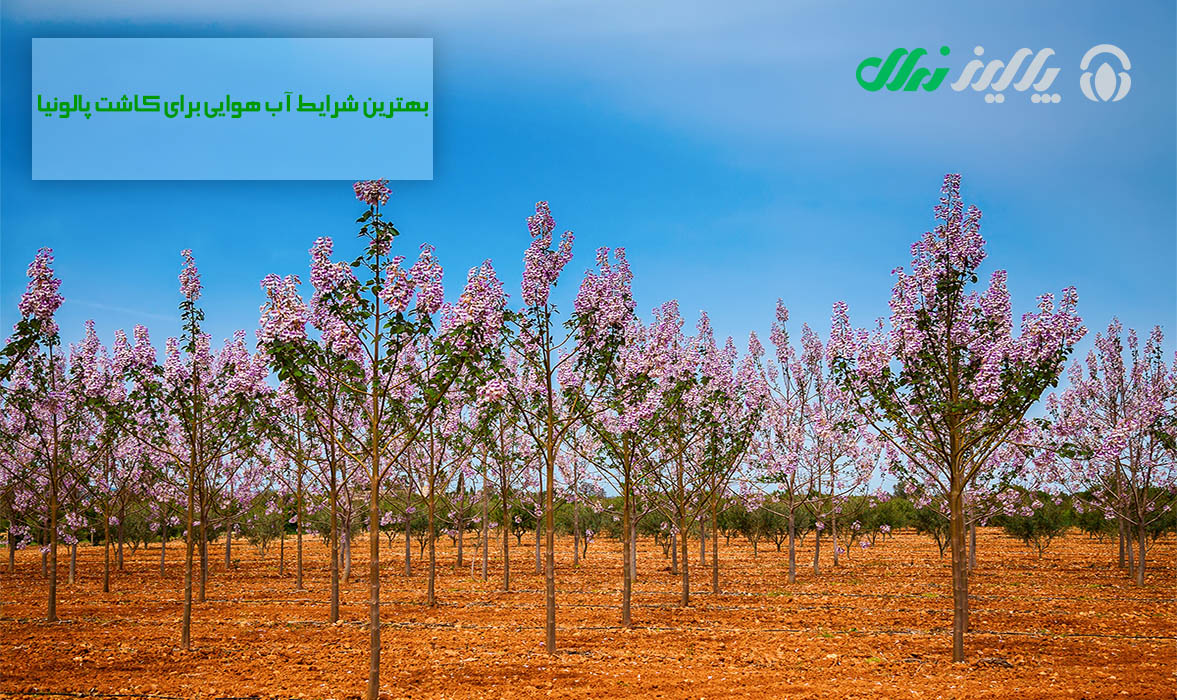 مناطق رشد پالونیا