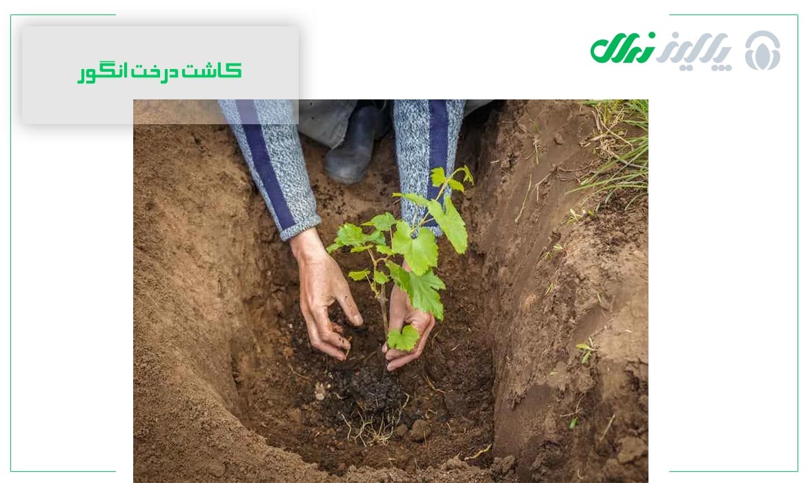 کاشت درخت انگور
