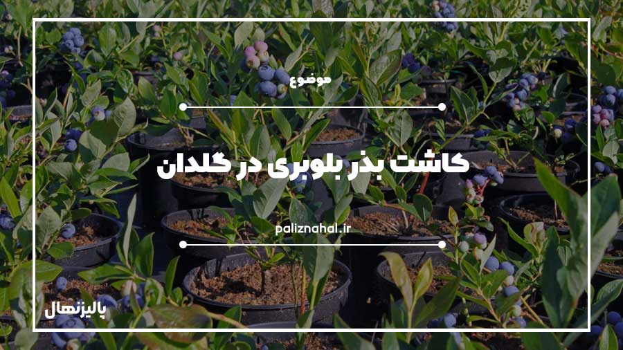 کاشت بذر بلوبری در گلدان و هزار نکته ناگفته!