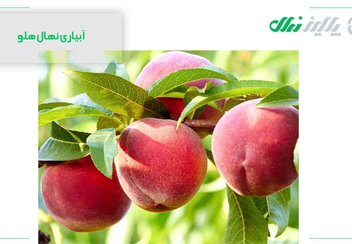 آبیاری نهال هلو 