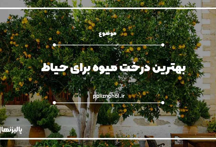 بهترین نهال میوه برای حیاط