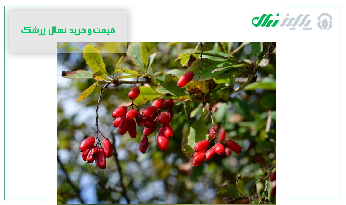 قیمت و خرید نهال زرشک