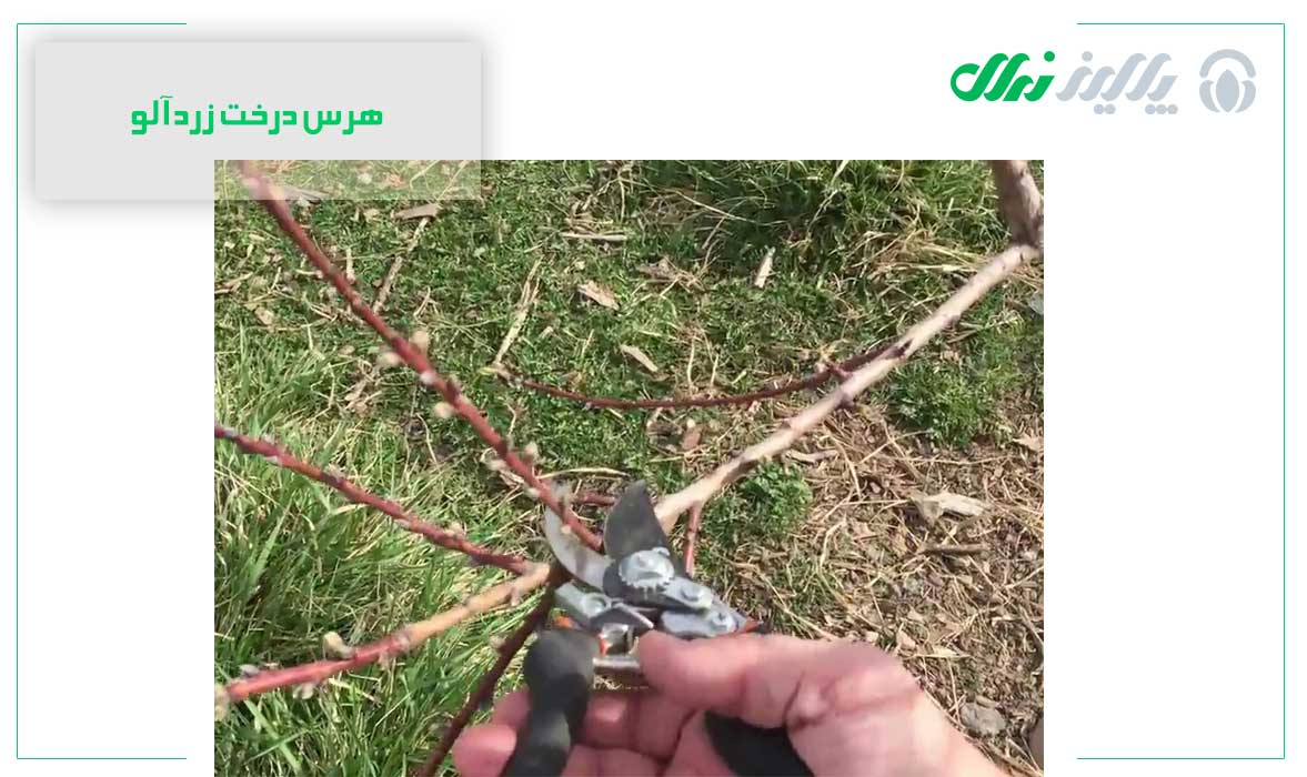 هرس درخت زردآلو
