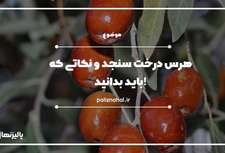 هرس درخت سنجد