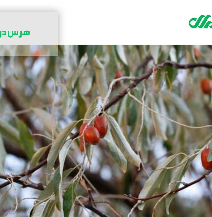 زمان هرس درخت سنجد