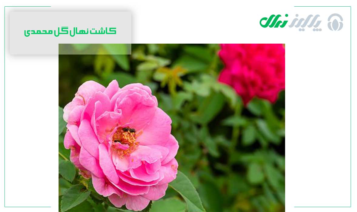 علت گل ندادن نهال گل محمدی