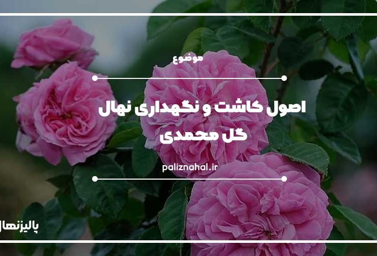 کاشت نهال گل محمدی