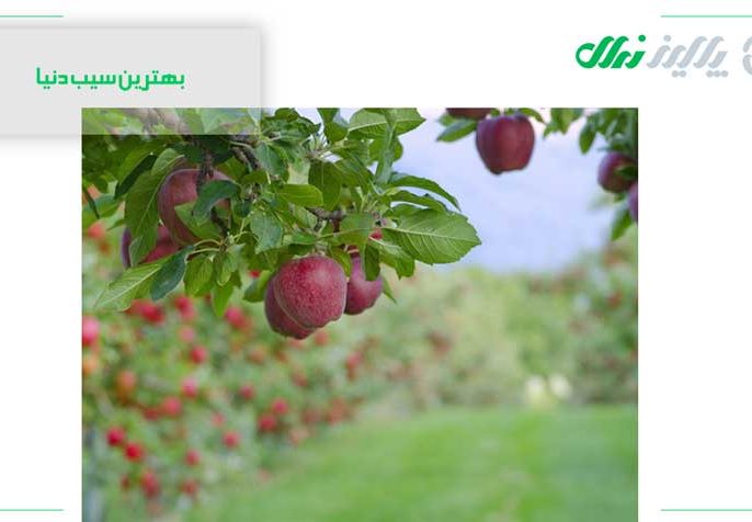 بهترین سیب ایران