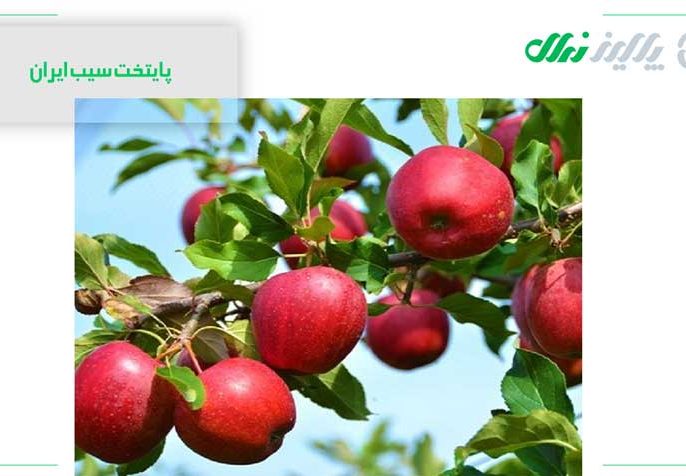 سیب در استان اصفهان