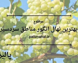 بهترین نهال انگور مناطق سردسیر