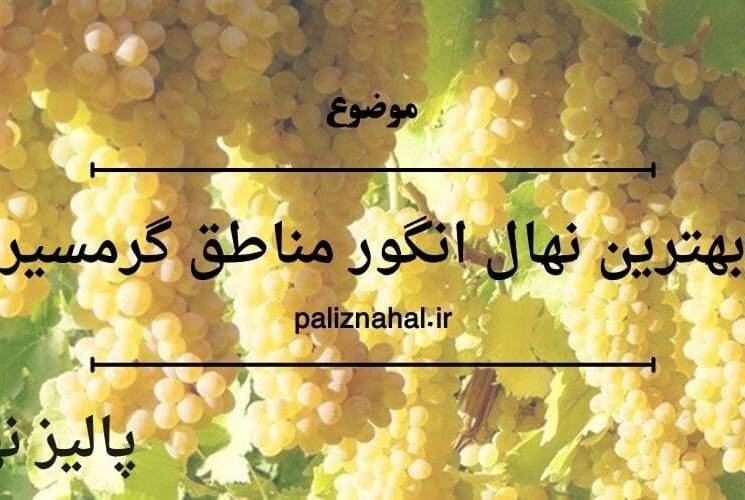 بهترین نهال انگور مناطق گرمسیر
