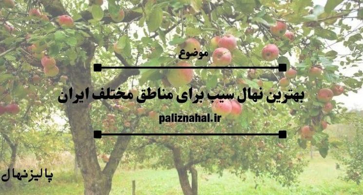 بهترین نهال سیب برای مناطق مختلف ایران