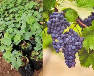 انواع نهال انگور و ویژگی های هر کدام