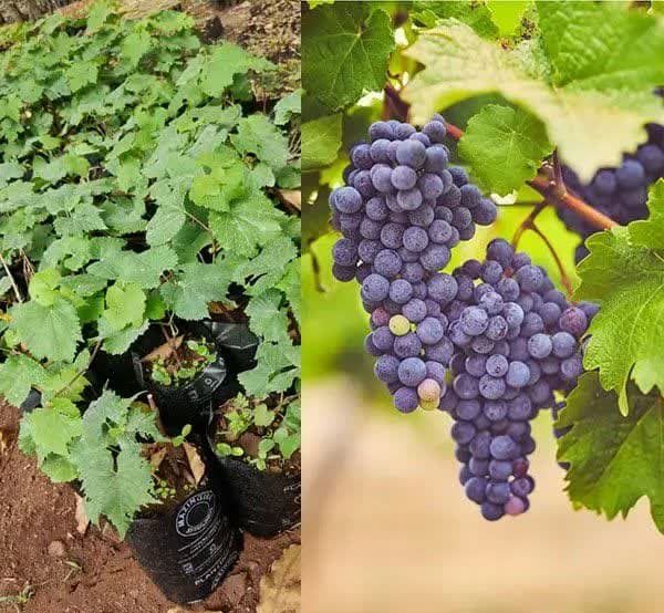 انواع نهال انگور و ویژگی های هر کدام