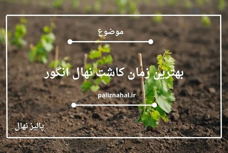 بهترین زمان کاشت نهال انگور