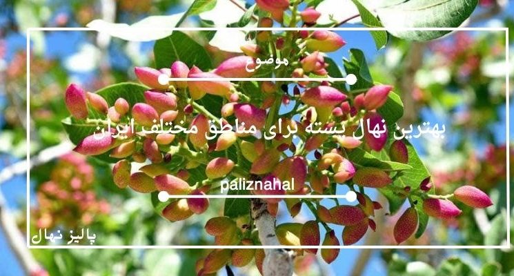 بهترین نهال پسته برای مناطق مختلف ایران