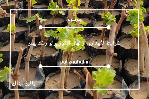 شرایط نگهداری از نهال انگور برای رشد بهتر