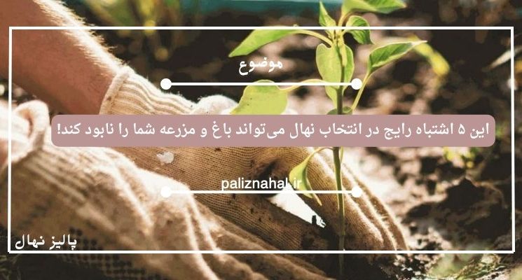 این ۵ اشتباه رایج در انتخاب نهال میتواند باغ و مزرعه شما را نابود کند!