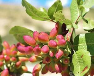 مزایا و معایب کاشت نهال پسته در گلخانه