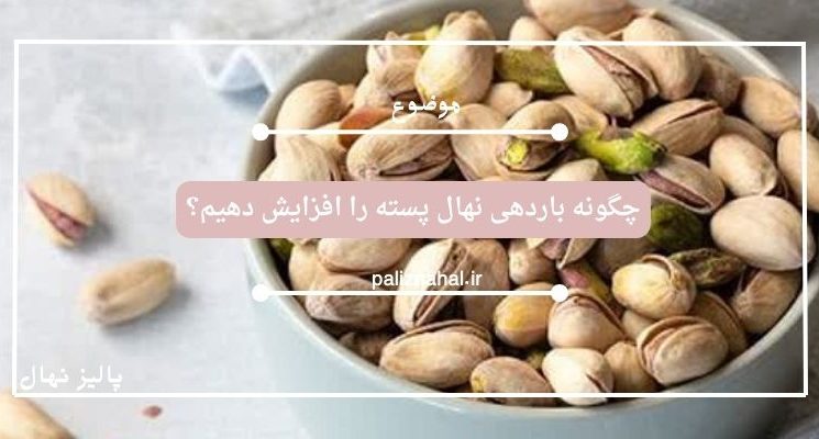 چگونه باردهی نهال پسته را افزایش دهیم؟