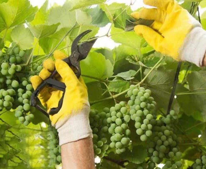 تأثیر زمان برداشت بر عمر نگهداری و بازارپسندی