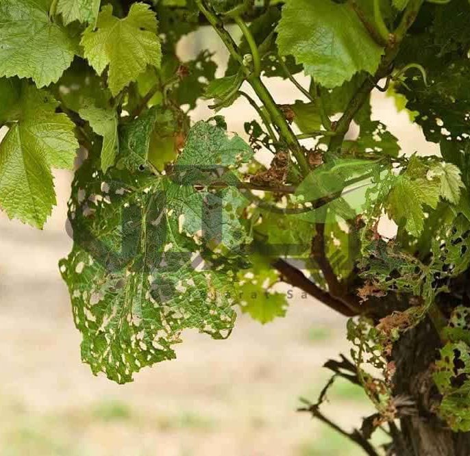 مهمترین سموم و محلولهای توصیهشده برای درخت انگور