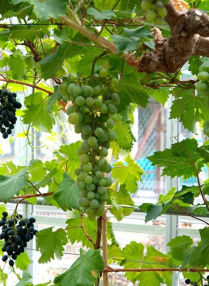 نور، دما و محیط مناسب برای رشد نهال انگور در گلدان