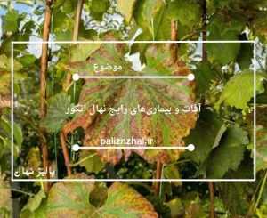 آفات و بیماری‌های رایج نهال انگور و روش‌های پیشگیری