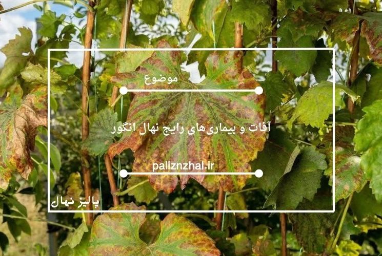 آفات و بیماریهای رایج نهال انگور و روشهای پیشگیری