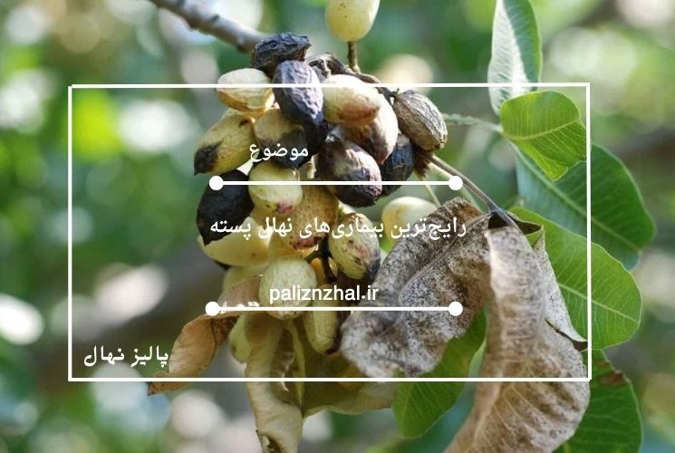 رایجترین بیماریهای نهال پسته و راههای پیشگیری