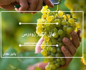 نهال انگور زودرس