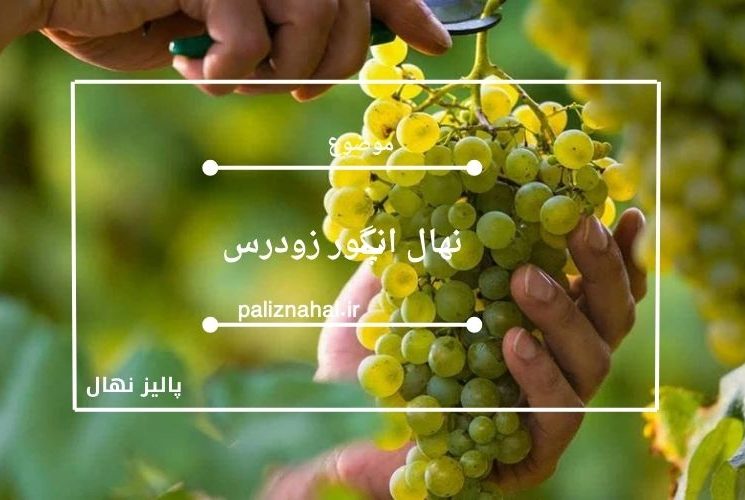 نهال انگور زودرس