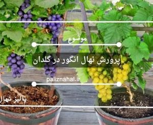 پرورش نهال انگور در گلدان: راهنمای کامل