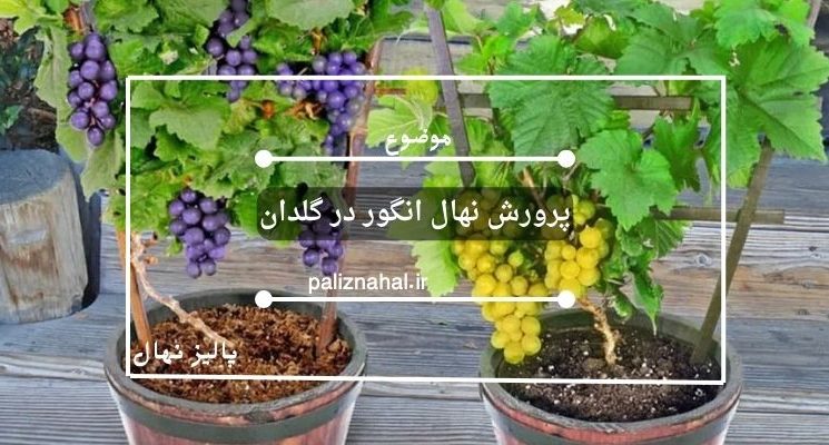 پرورش نهال انگور در گلدان: راهنمای کامل